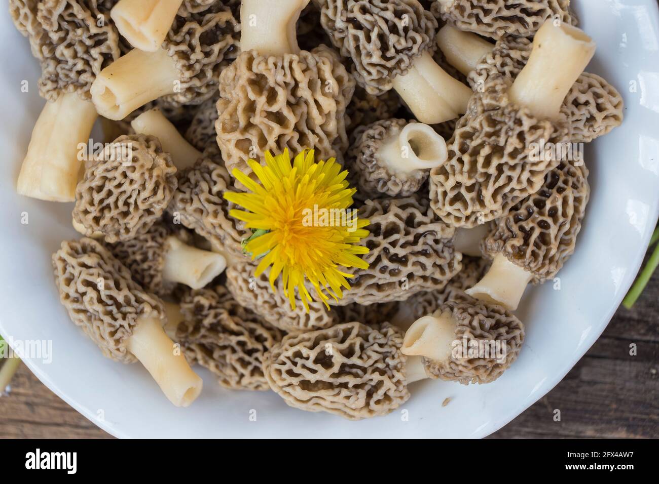 Morchella esculenta, (communément appelé morel commun, morel, morel jaune, vrai morel) Banque D'Images