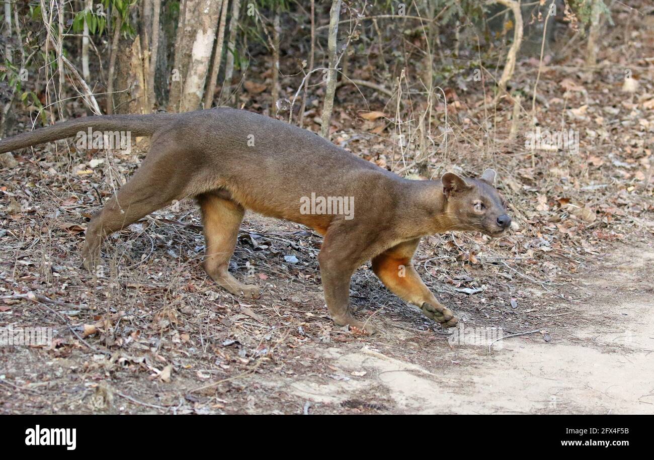 Fossa sauvage dans la forêt de Kirindy, à l'ouest de Madagascar - vue sur tout le corps Banque D'Images