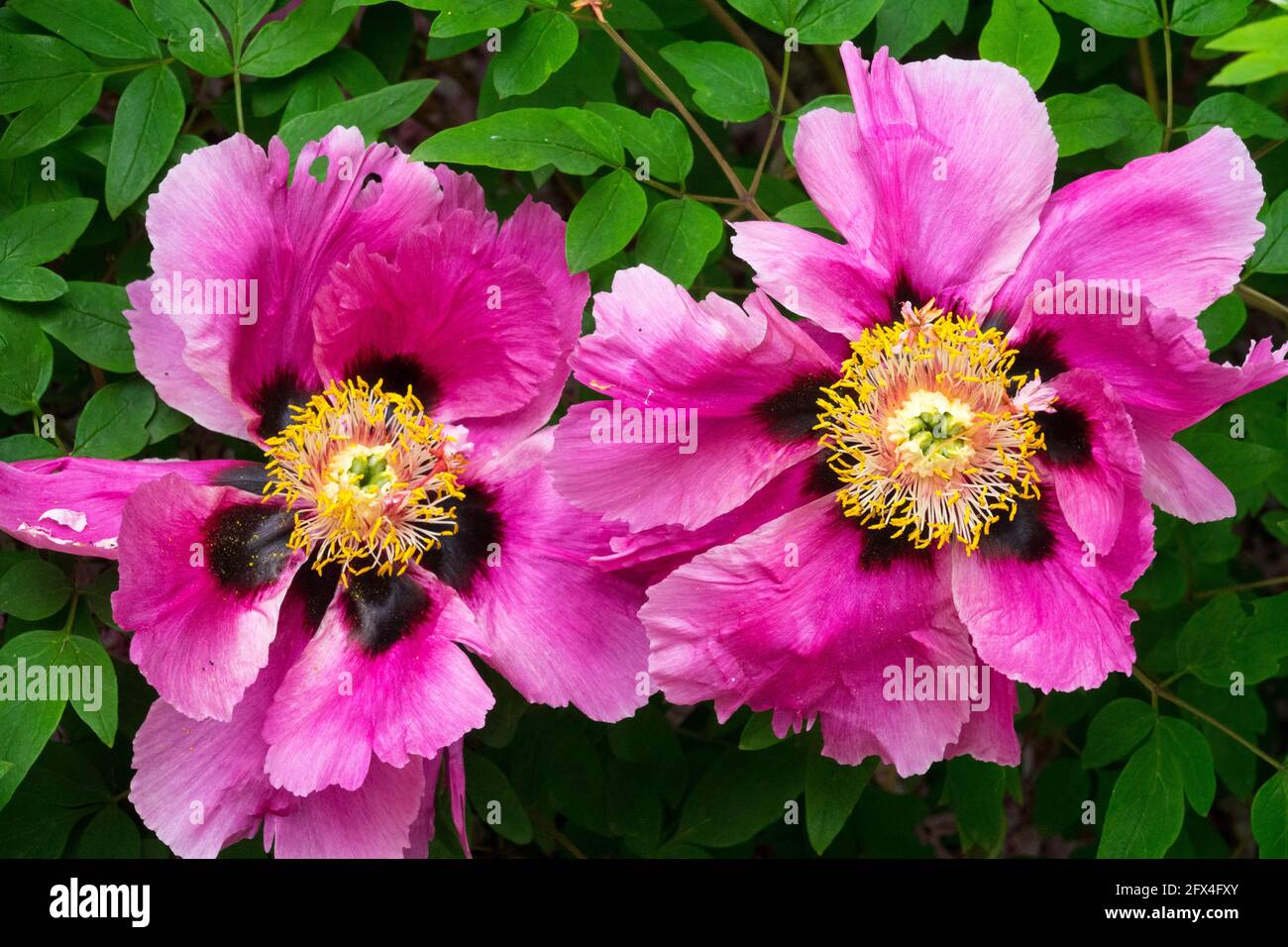 Roches arbre pivoine roches arbre pivoine Paeonia rockii syn suffruticosa rockii Banque D'Images