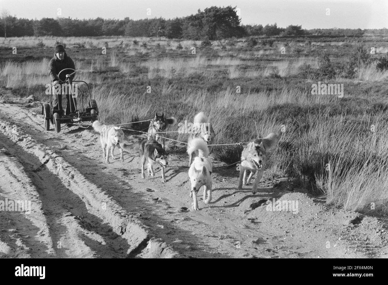 Chiens de traîneau sur la lande près de Nunspeet (sans neige), 8 février 1988, CHIENS, traîneaux, Pays-Bas, Agence de presse du XXe siècle photo, nouvelles à retenir, documentaire, photographie historique 1945-1990, histoires visuelles, L'histoire humaine du XXe siècle, immortaliser des moments dans le temps Banque D'Images