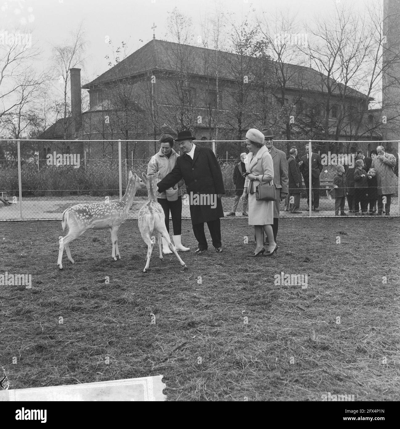 M. et Mme Verolme lorsqu'on leur présente un cerf buck et une roe, 11 novembre 1965, citoyens honoraires, cadeaux, Pays-Bas, Agence de presse du XXe siècle photo, nouvelles à retenir, documentaire, photographie historique 1945-1990, histoires visuelles, L'histoire humaine du XXe siècle, immortaliser des moments dans le temps Banque D'Images