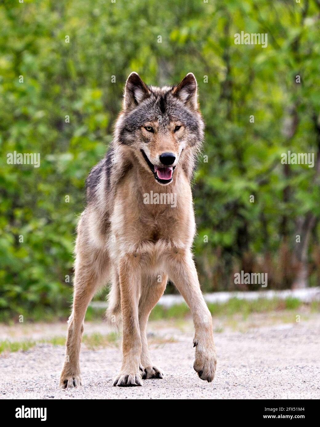 Vue rapprochée du Loup dans les buissons au printemps Nord de l'Ontario regardant la caméra dans son environnement et son habitat avec fond de forêt flou Banque D'Images