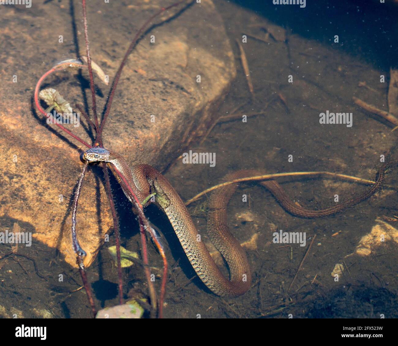 Vue en gros plan du serpent dans l'eau montrant la tête hors de l'eau, avec des roches et le feuillage dans l'eau floue dans son environnement et son habitat. Image. Banque D'Images