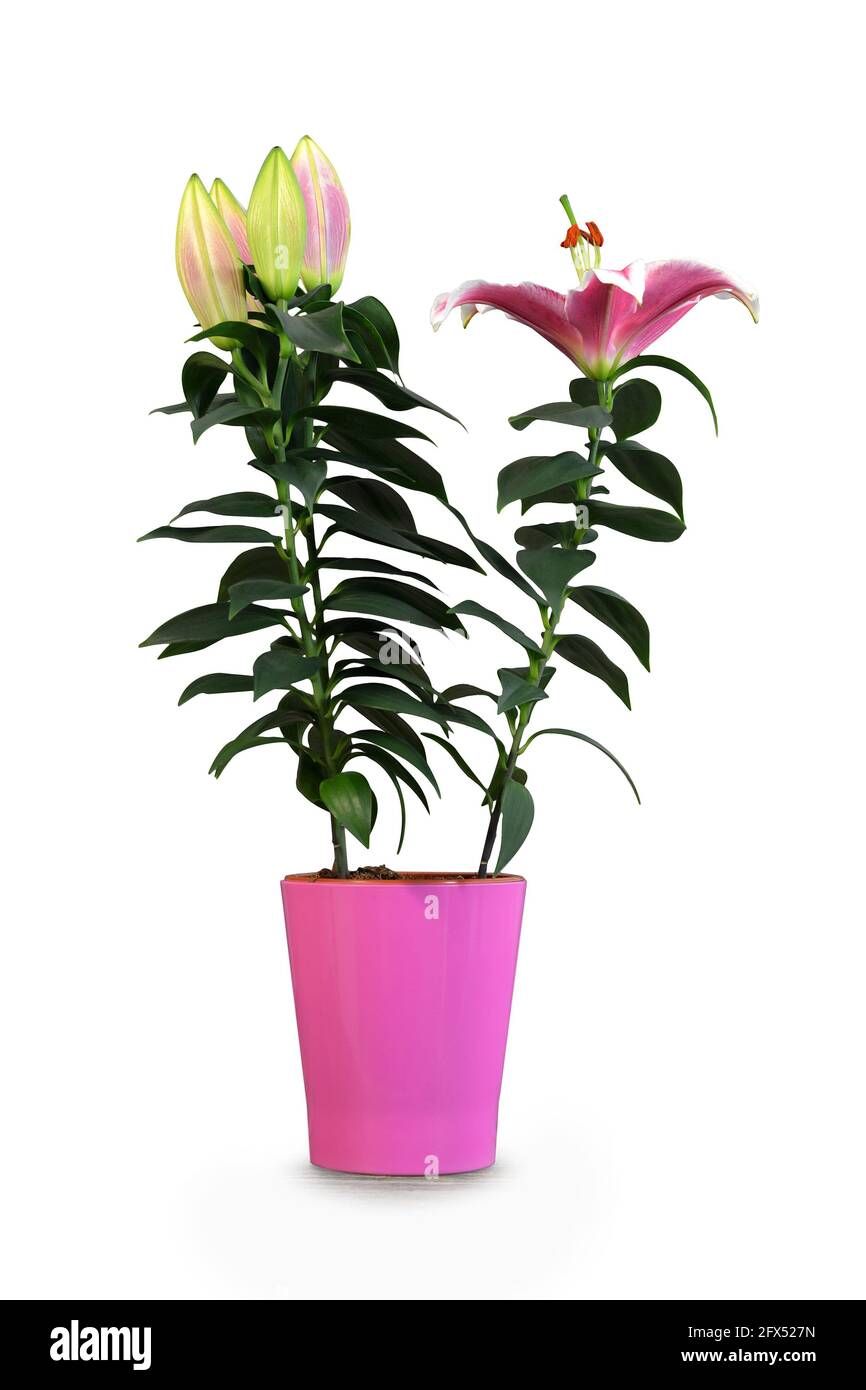 Fleur de Lily dans pot de fleur isolé sur fond blanc. Gros plan du lys en pot Stargazer Banque D'Images