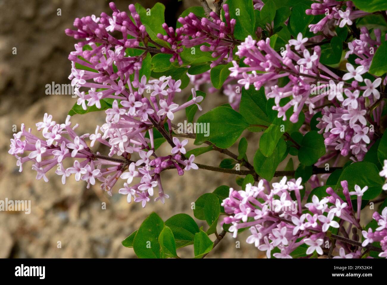 Syringa meyeri Syringa Palibin petites panicules, parfumées, fleurs rose lilas Syringa meyeri Palibin Banque D'Images