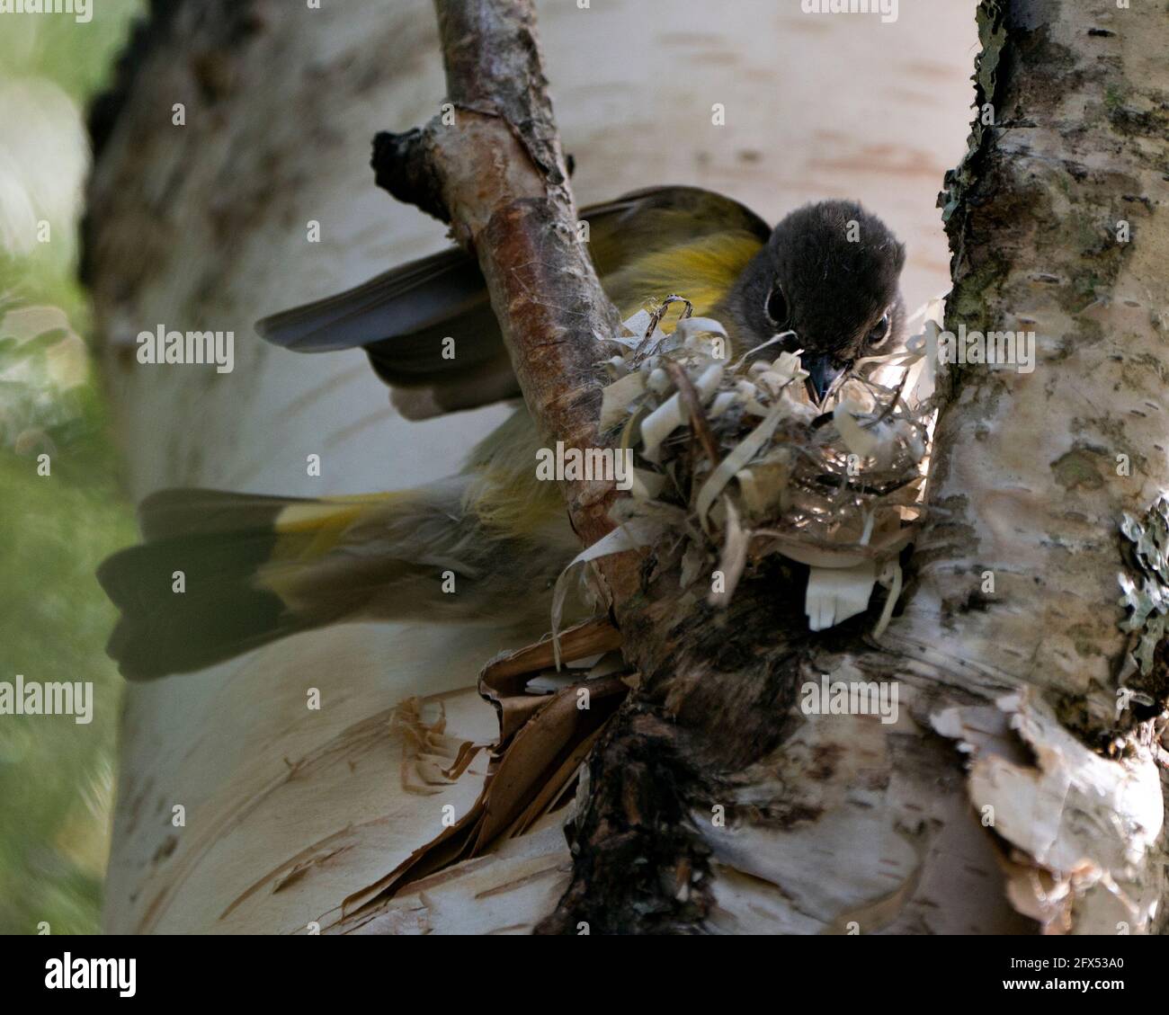 Paruline construisant un nid sur un tronc de bouleau dans son environnement et son habitat. Paruline photo. Image. Image. Portrait. Banque D'Images