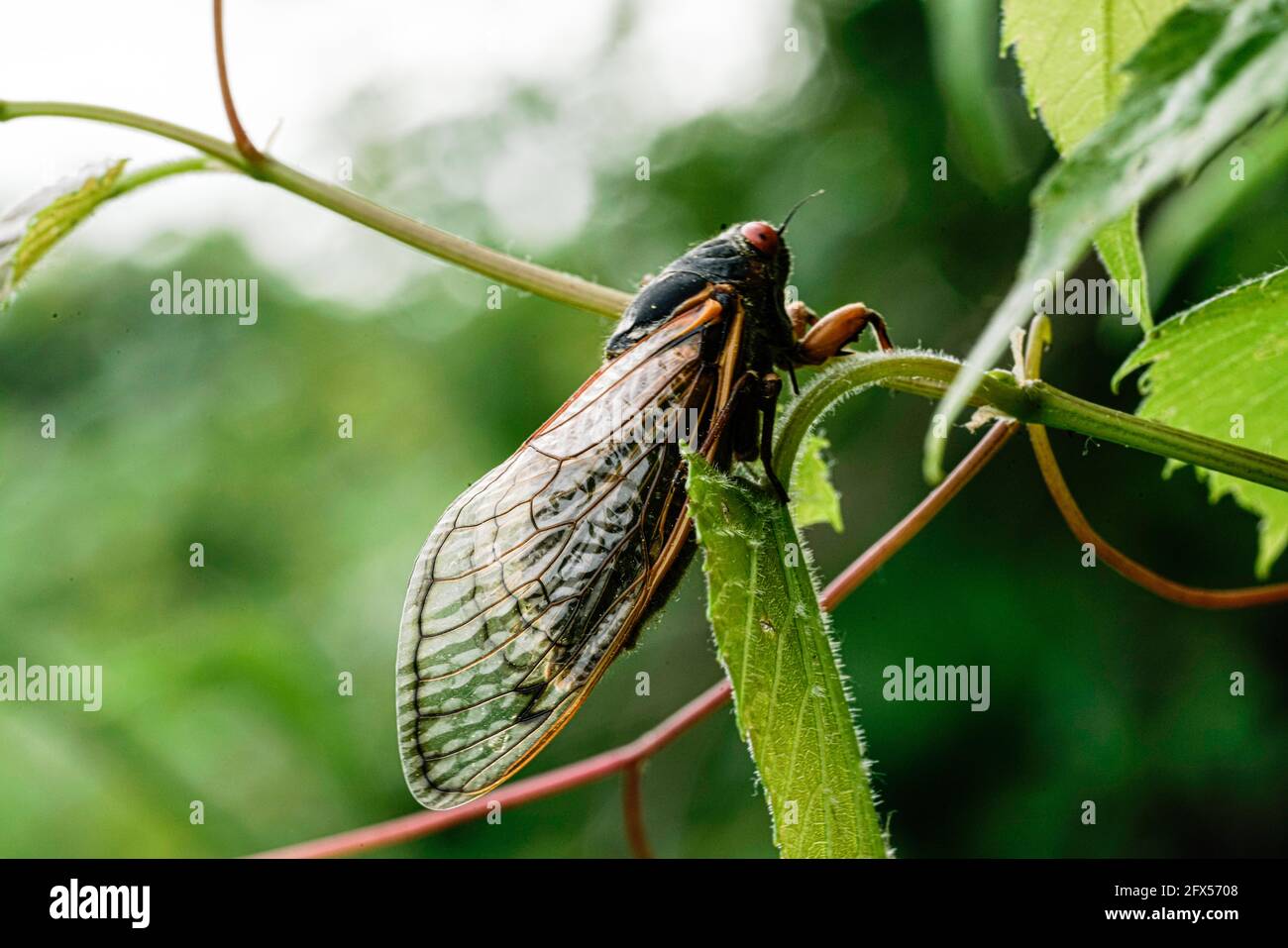 Cicada nymph Shell sur une vigne au Princeton Battlefield State Park, NJ, États-Unis, 25 mai 2021. Le couvain de X cicada une fois tous les 17 ans passe au milieu Banque D'Images