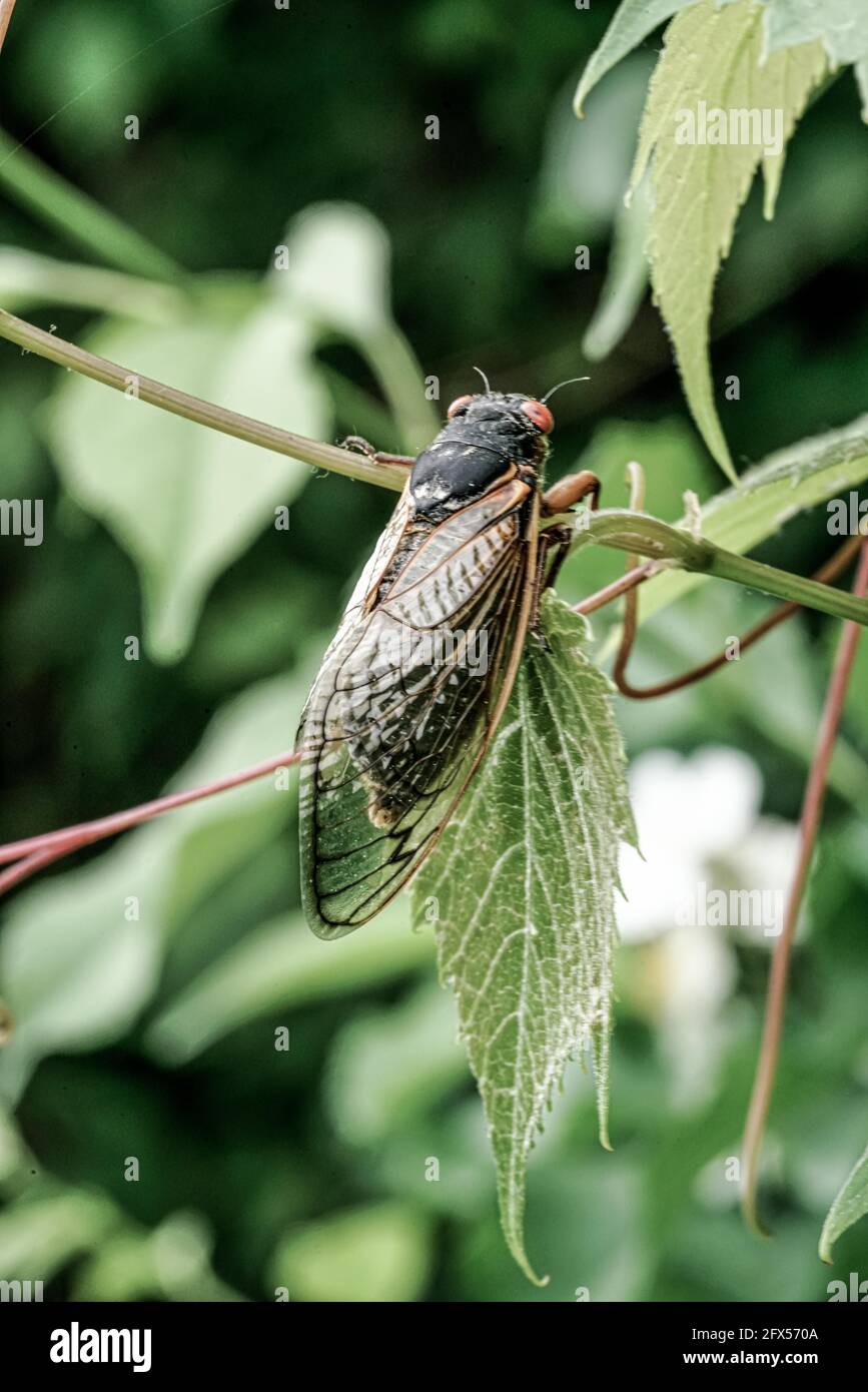 Cicada nymph Shell sur une vigne au Princeton Battlefield State Park, NJ, États-Unis, 25 mai 2021. Le couvain de X cicada une fois tous les 17 ans passe au milieu Banque D'Images