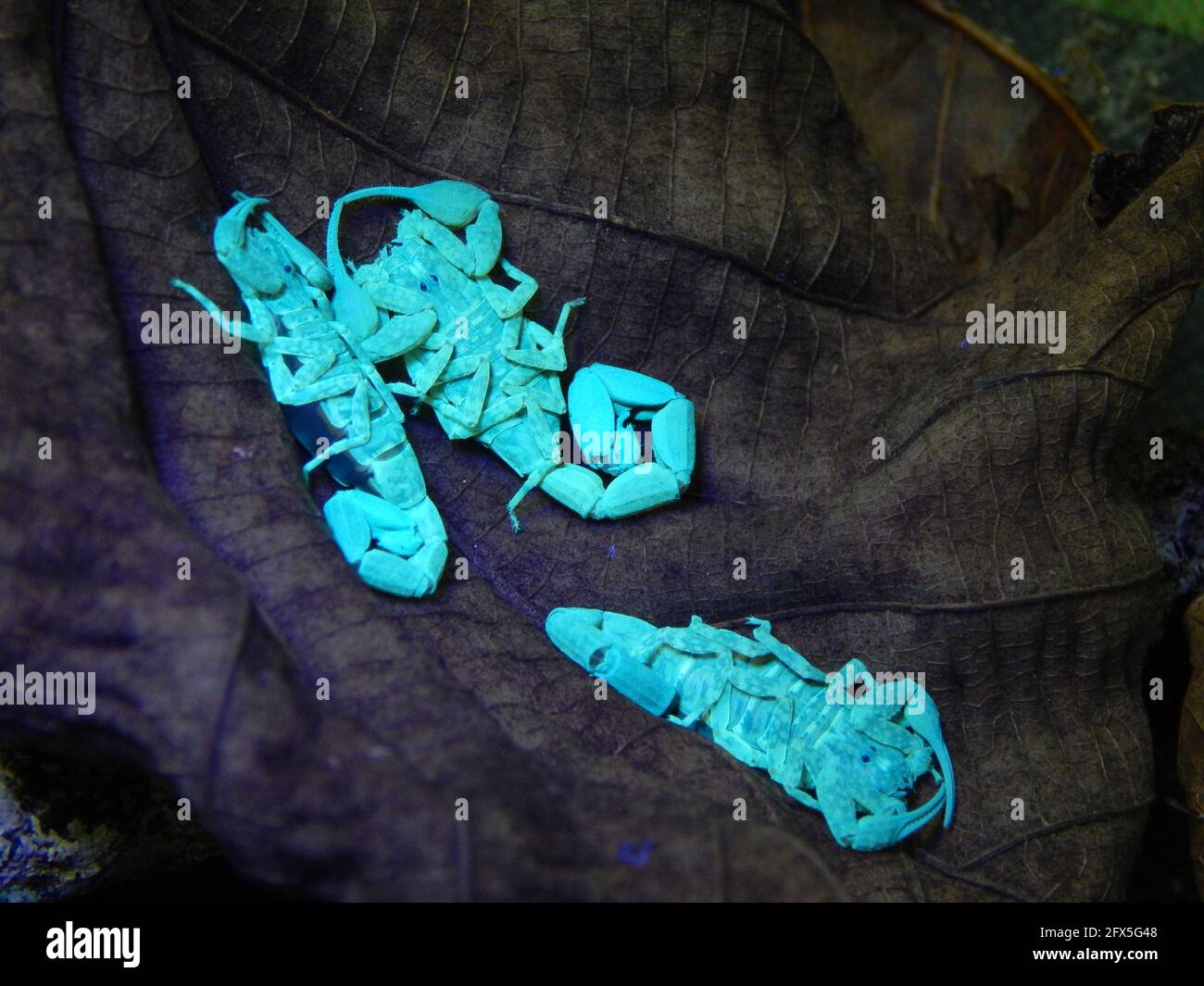Les scorpions brillent bleu-vert sous la lumière UV Banque D'Images