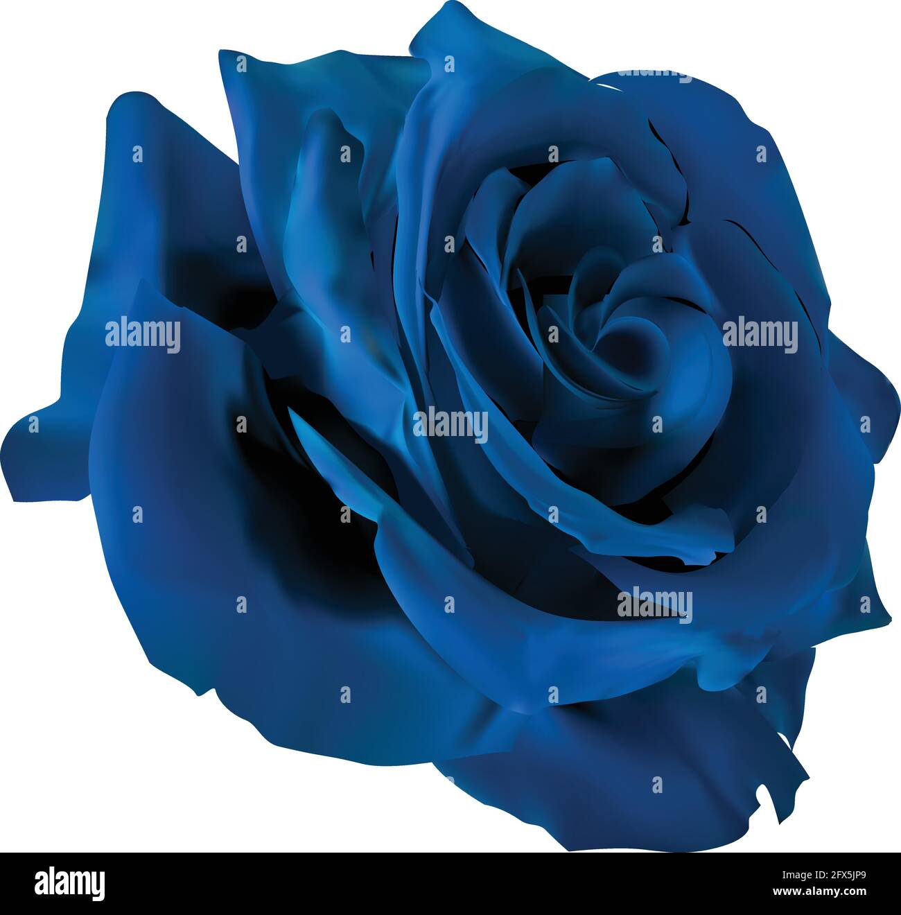Fleur rose bleue vectorielle détaillée Illustration de Vecteur