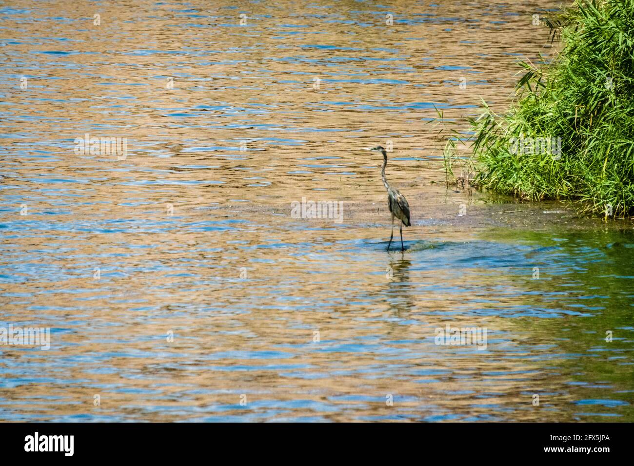 Arizona - Canyon Lake - Blue Heron Banque D'Images