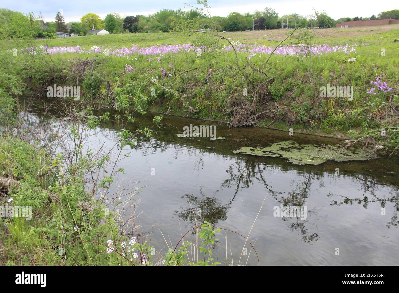 Dame de roquette envahissante fleurs le long des deux côtés de la fourche ouest de la branche nord de la rivière Chicago à somme Prairie à Northbrook, Illinois Banque D'Images