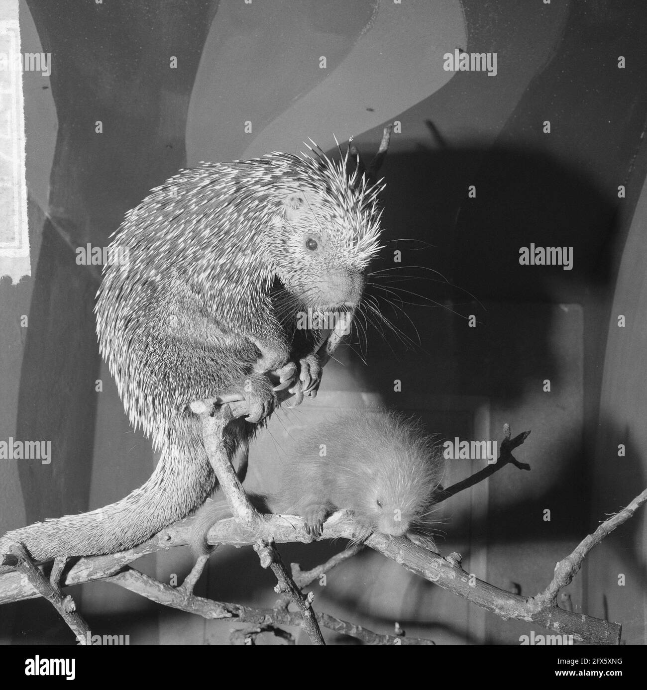 Porcupine à queue grise dans la vie d'Artis donnée à un jeune, 14 décembre 1964, zoos, pays-Bas, agence de presse du xxe siècle photo, nouvelles à retenir, documentaire, photographie historique 1945-1990, histoires visuelles, L'histoire humaine du XXe siècle, immortaliser des moments dans le temps Banque D'Images