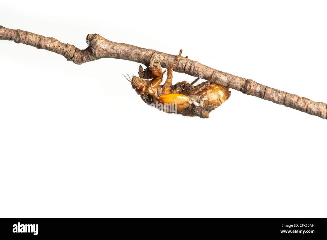 Brood X nymphe périodique de 17 ans cicada sur une branche isolée sur fond blanc Banque D'Images