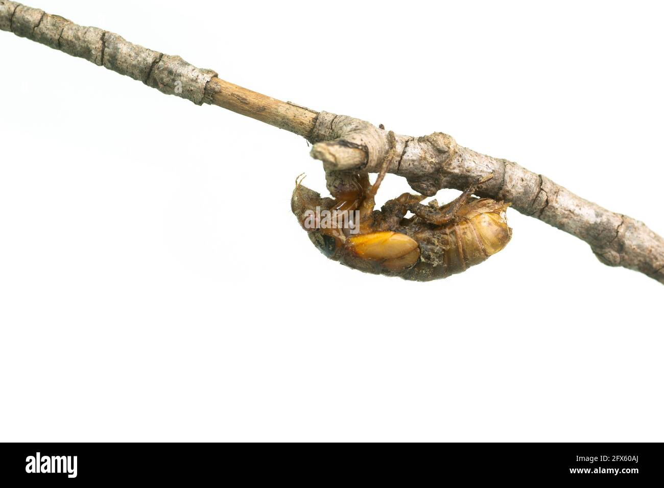 Brood X nymphe périodique de 17 ans cicada sur une branche isolée sur fond blanc Banque D'Images