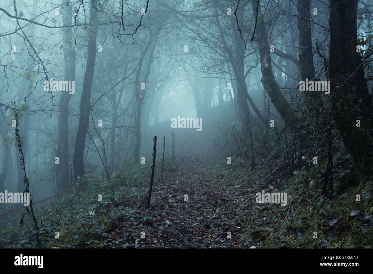 Un chemin qui monte dans une colline à travers une forêt d'atmosphère effrayante. Un jour d'automne froid et brumeux. ROYAUME-UNI Banque D'Images