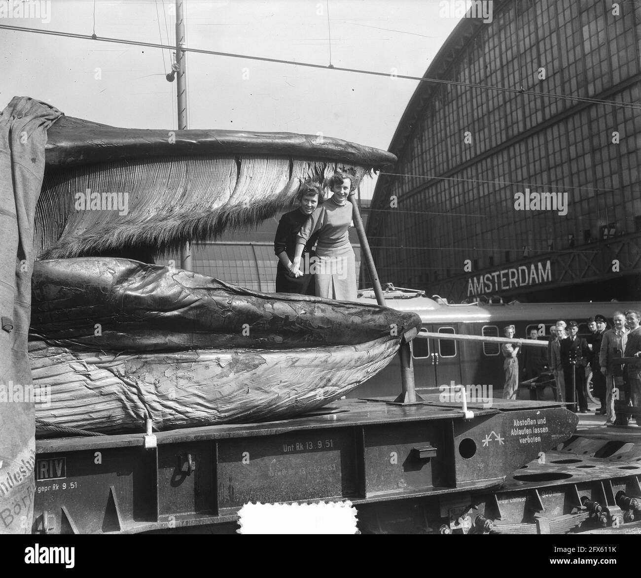 Grande baleine, prise au large de la côte nord de la Norvège, à Amsterdam. Ce spécimen de vingt mètres de long, pesant 60,000 kg lorsqu'il est vivant, est arrivé à Oldenzaal le 17 septembre 1952. La baleine a dû être transportée à Amsterdam pendant la nuit parce qu'elle s'enlisait tellement des deux côtés du wagon de marchandises des chemins de fer néerlandais qu'elle entrerait en collision avec la circulation venant en sens inverse. Les femmes posent dans la maw, 19 septembre 1952, chemin de fer, les femmes, Baleines, pays-Bas, Agence de presse du XXe siècle photo, nouvelles à retenir, documentaire, photographie historique 1945-1990, histoires visuelles, Histoire humaine du XXe siècle Banque D'Images