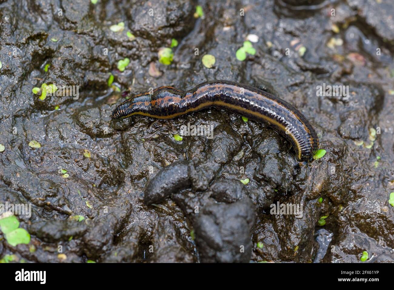 Le parasite du suceur de sang Leech noir Hirudo Medicinalis chez Swamp Macro Banque D'Images