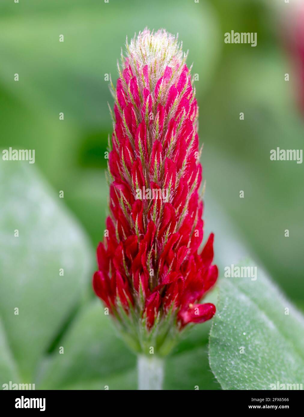 Trifolium incarnatum en fleurs également connu sous le nom de trèfle cramoisi ou trèfle italien. Gros plan. Détails. Mise au point sélective. Banque D'Images