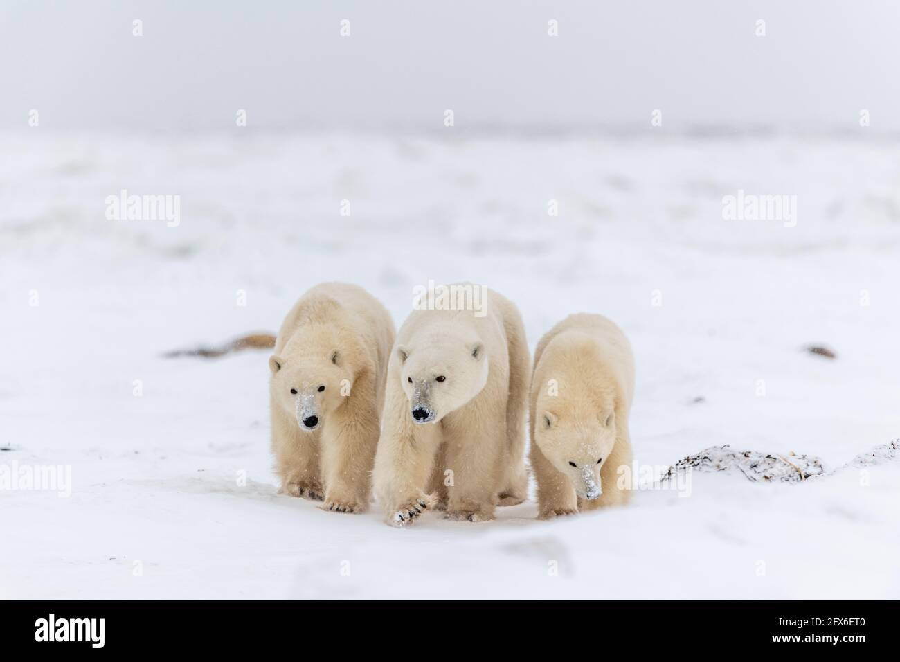 Trois ours polaires, famille d'ours marchant à travers la glace de mer gelée dans la baie d'Hudson, sur le rivage de l'océan arctique sur un sol enneigé avec des jambes moelleuses. Banque D'Images