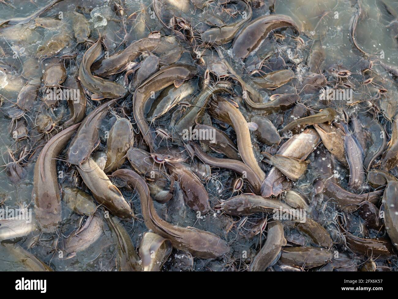 Vue de dessus image de nombreux poissons-chats dans l'étang. Beaucoup de poissons qui se chevauchent. Banque D'Images