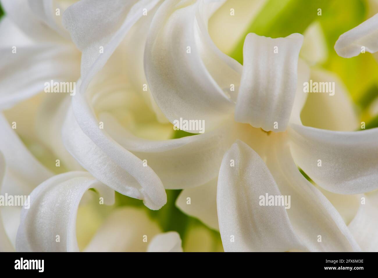 Vue macro sur le jardin de printemps, fleur en jacinthe blanche Banque D'Images