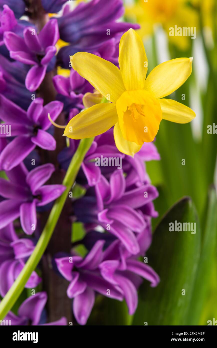 Jonquille et fleur de jacinthe au printemps vue macro sur le jardin Banque D'Images