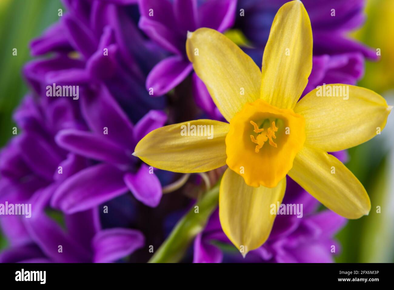 Vue macro des fleurs jonquilles Banque D'Images