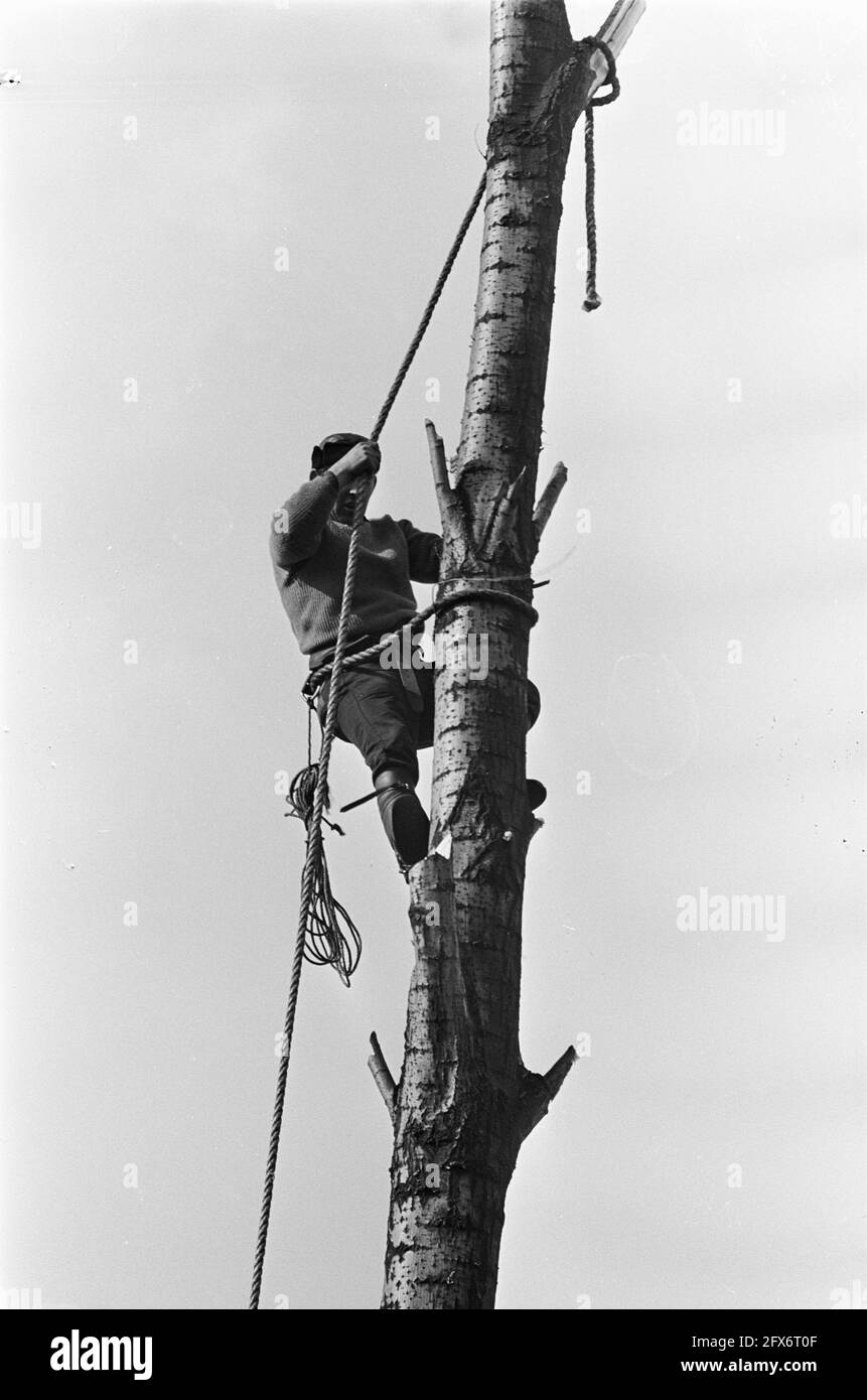 Bûcheron en travaux dans le jardin, 14 mars 1968, JARDINS, travaux, Pays-Bas, Agence de presse du XXe siècle photo, nouvelles à retenir, documentaire, photographie historique 1945-1990, histoires visuelles, L'histoire humaine du XXe siècle, immortaliser des moments dans le temps Banque D'Images