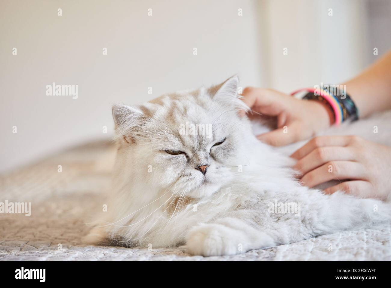 Fille A La Maison Poil Long Britannique Chat Blanc Photo Stock Alamy