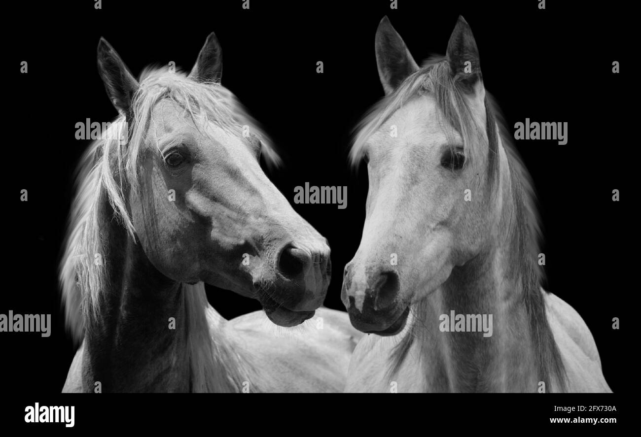 Cute couple Horse gros plan face dans le fond noir Banque D'Images
