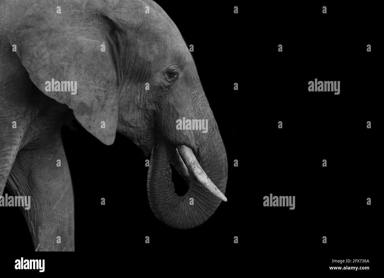 Éléphant manger la nourriture dans le fond noir Banque D'Images