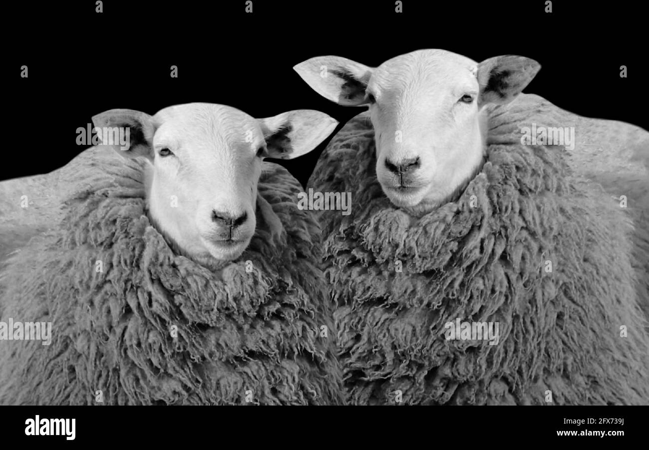 Deux moutons noirs et blancs Banque D'Images