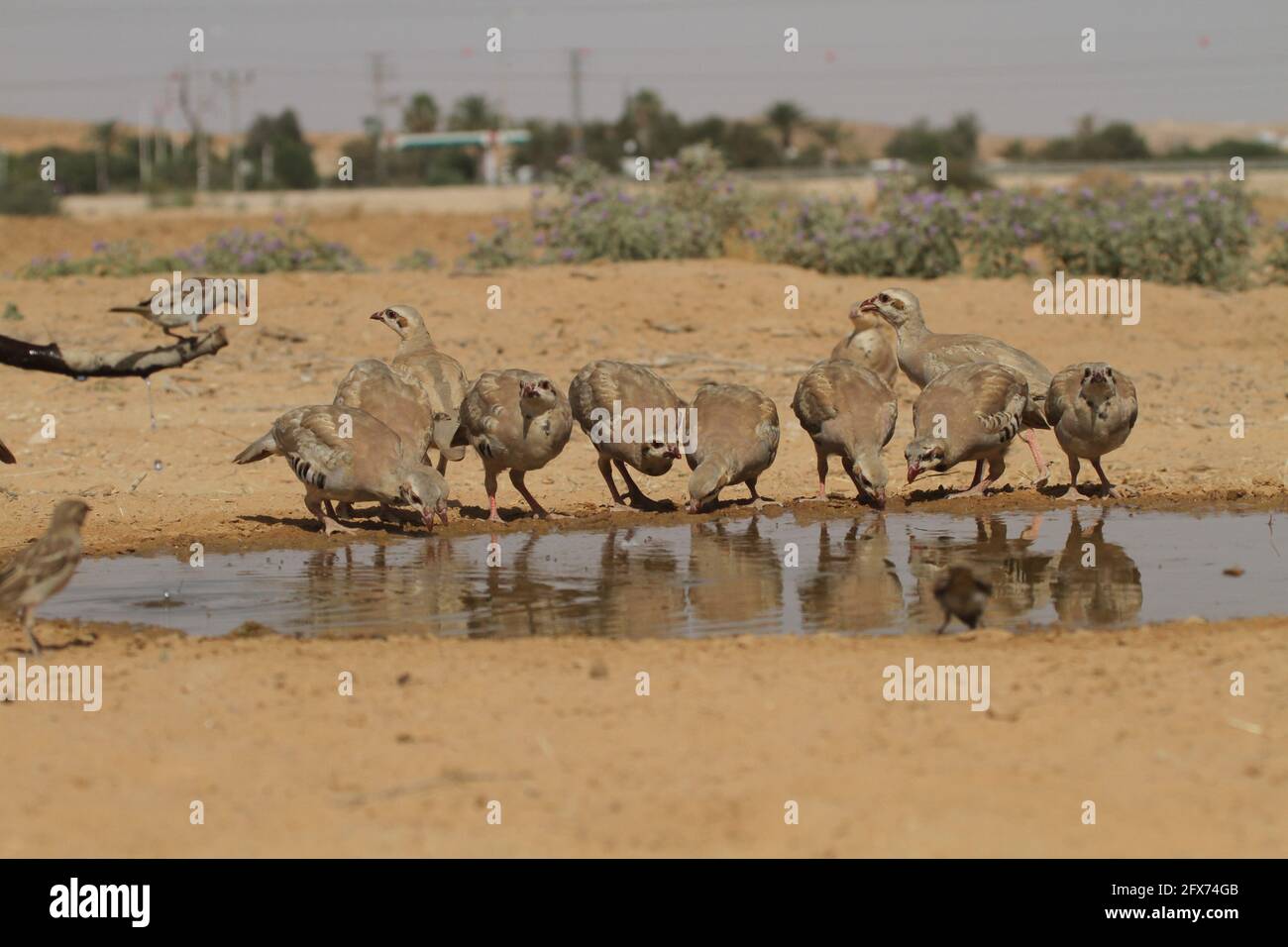 Chukar Partridge ou Chukar (Alectoris chukar) photographié en Israël, près d'une piscine d'eau du désert du Negev. Un oiseau de chasse paléoarctique dans la famille faisante Banque D'Images