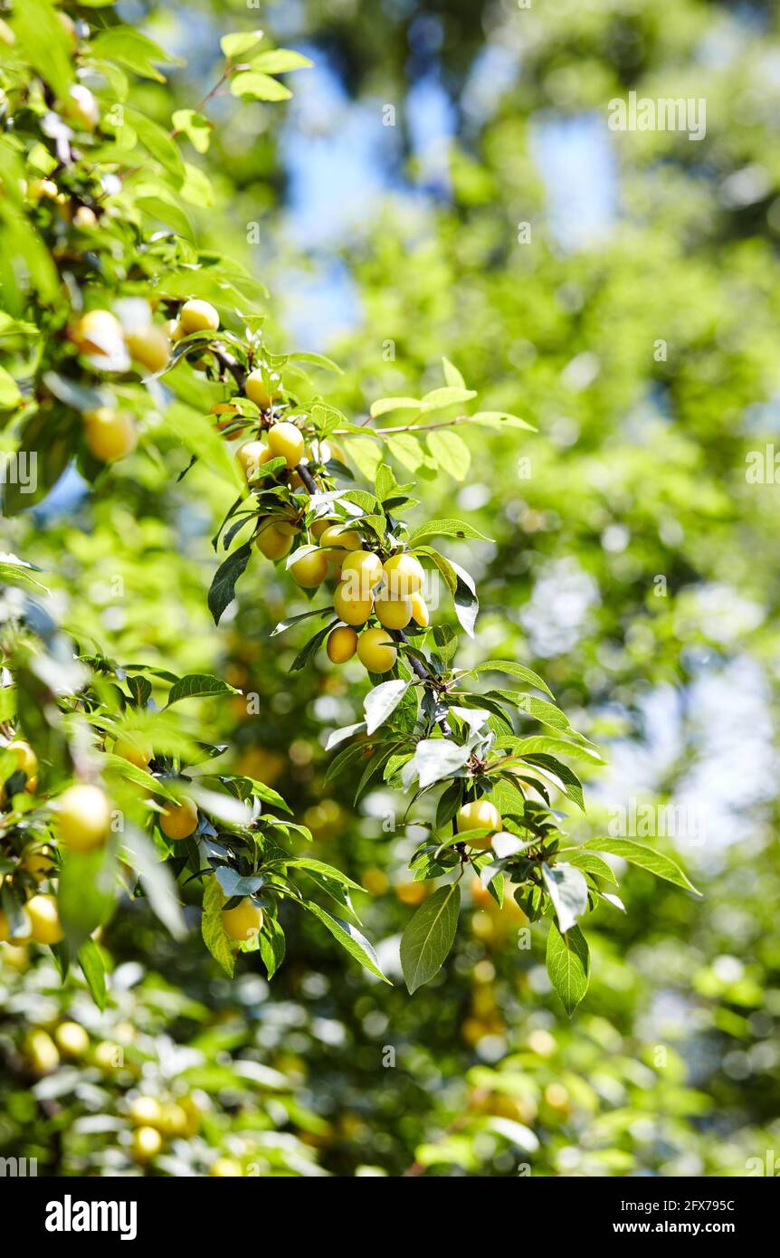 Fruits de prune de cerise sur une branche d'arbre. Fruits mûrs parmi les feuilles vertes dans le jardin d'été aux rayons du soleil dans la nature Banque D'Images