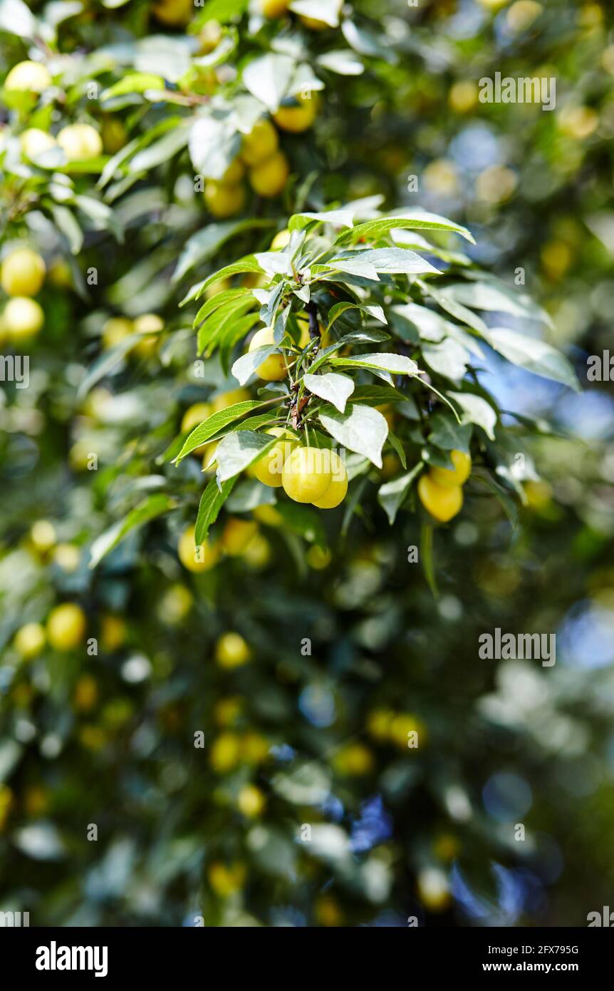 Fruits de prune de cerise sur une branche d'arbre. Fruits mûrs parmi les feuilles vertes dans le jardin d'été aux rayons du soleil dans la nature Banque D'Images