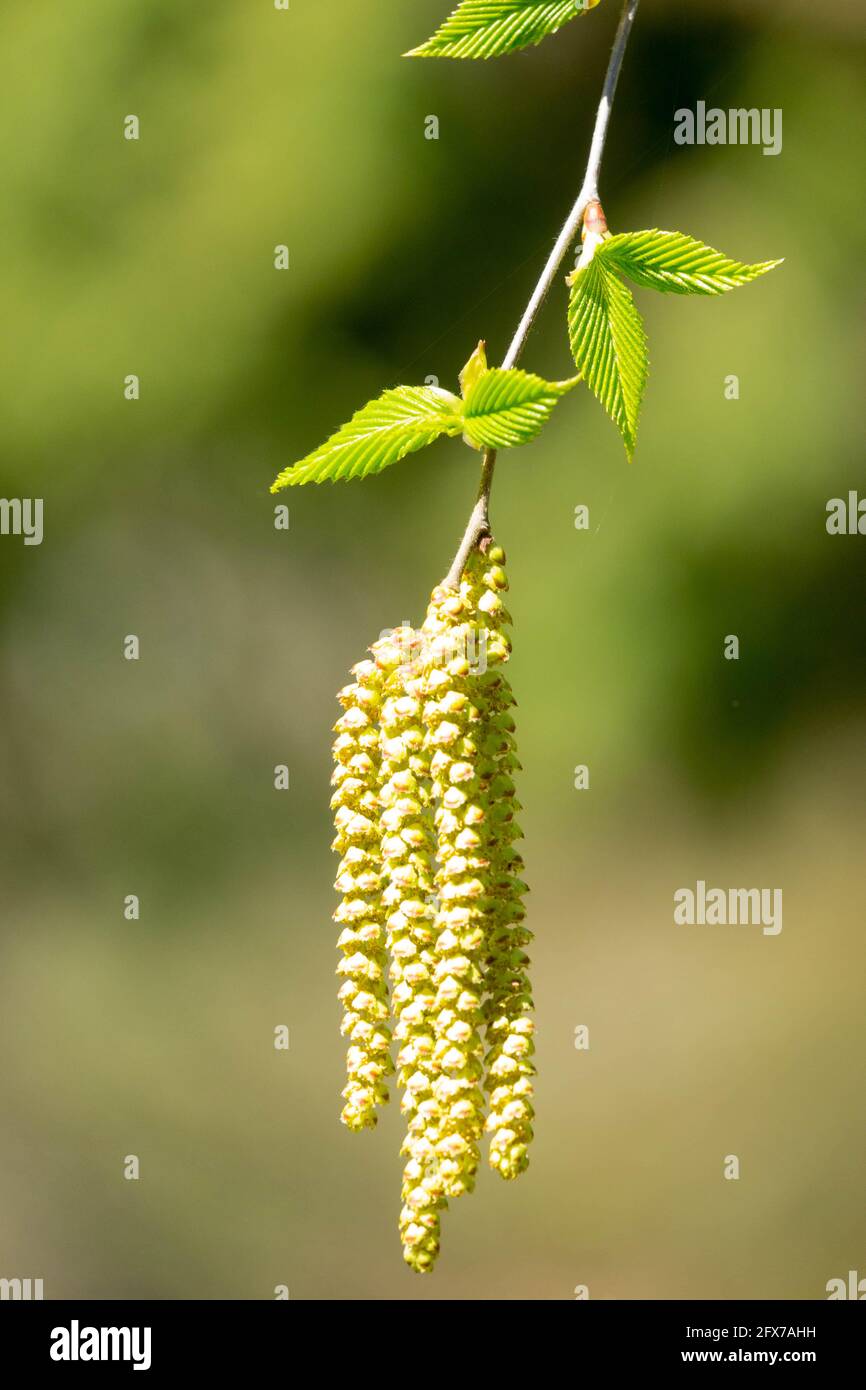 Betula grossa Cerisier japonais Birch Catkins fleur de printemps Banque D'Images