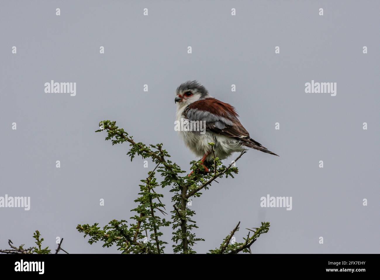 faucon pygmée africaine (Polihierax semitorquatus) perchée sur un arbre épineux. C'est le plus petit rapaleur du continent africain. Il se trouve dans ea Banque D'Images