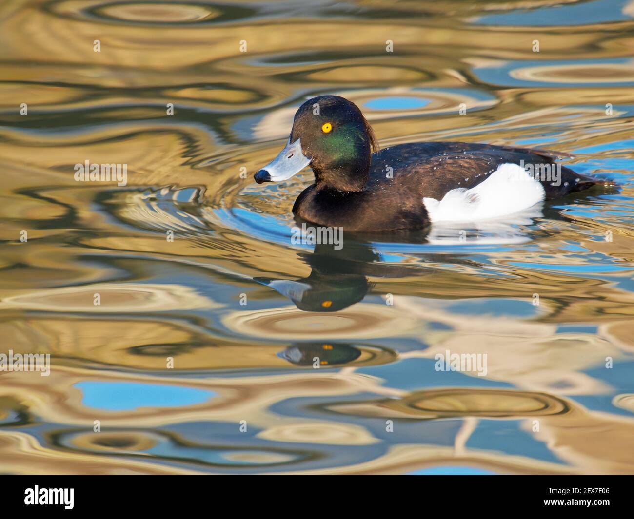 Canard touffeté - natation sur l'eau colorée Aythya fuligula Gloucester, Royaume-Uni BI031801 Banque D'Images