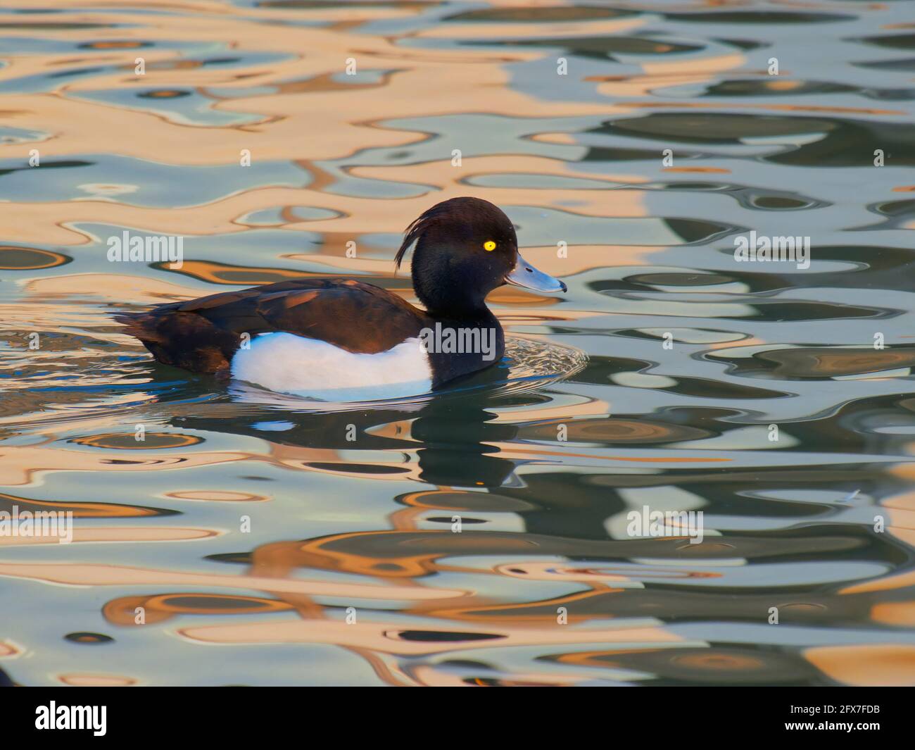 Canard touffeté - natation sur l'eau colorée Aythya fuligula Gloucester, Royaume-Uni BI030807 Banque D'Images