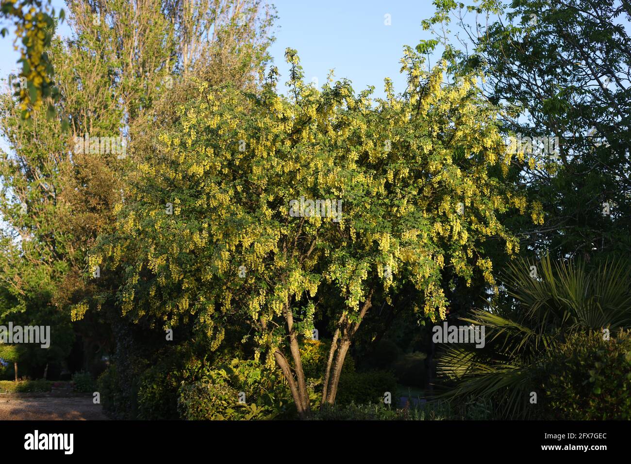 Laburnum x Watereri 'Vossii' a vu fleurir dans un jardin anglais. Banque D'Images