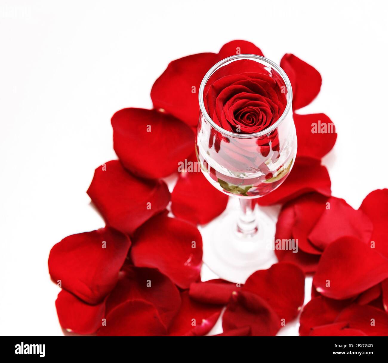 rose rouge dans un verre sur un fond blanc doux. Banque D'Images