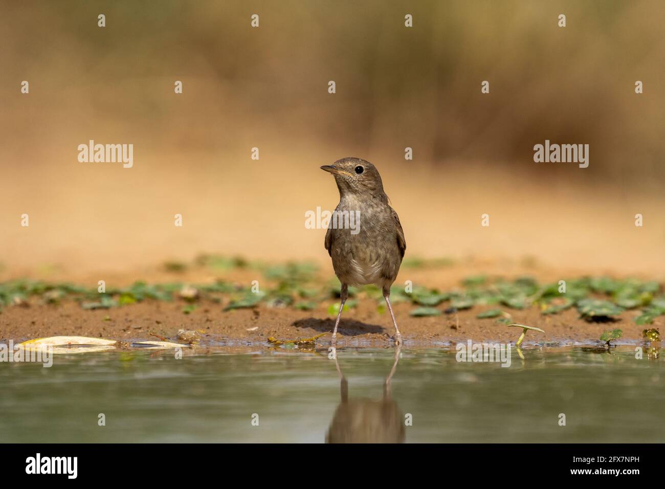 La muguet nightingale (Luscinia luscinia), également connue sous le nom de sprosser, est un petit oiseau de passereau qui était autrefois classé comme membre de la muguet Banque D'Images