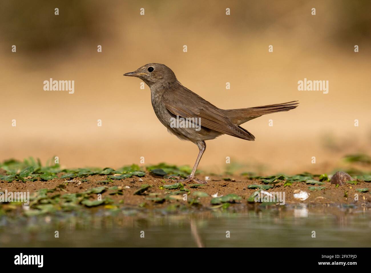 La muguet nightingale (Luscinia luscinia), également connue sous le nom de sprosser, est un petit oiseau de passereau qui était autrefois classé comme membre de la muguet Banque D'Images