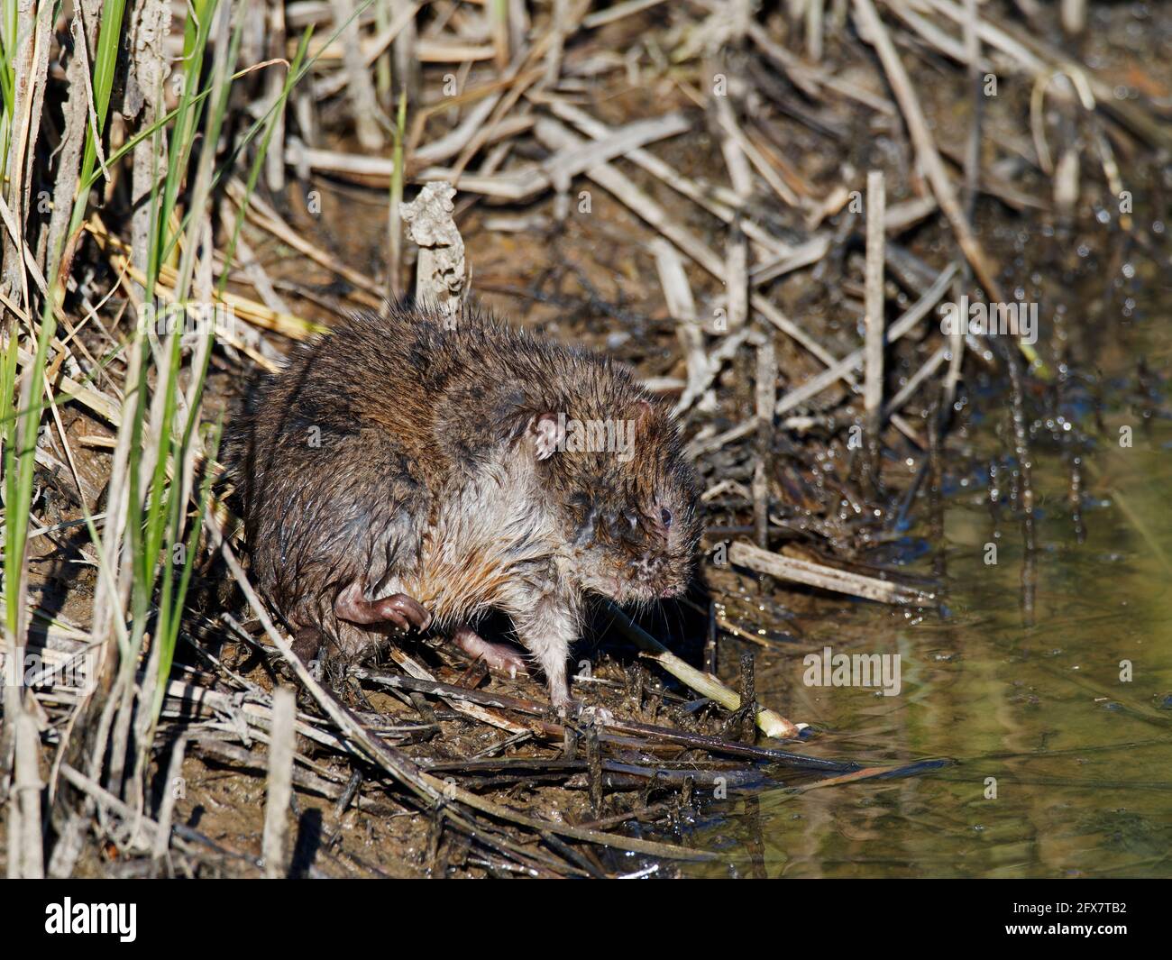 Mole d'eau - grattage Arvicola amphibius Essex, Royaume-Uni MA003995 Banque D'Images