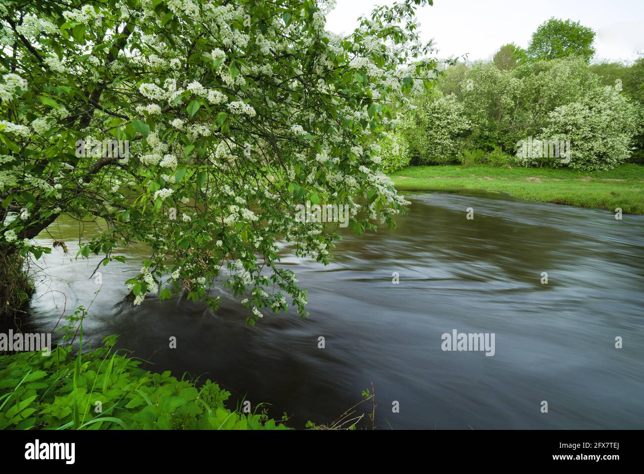 Un merveilleux matin de printemps magique près de la rivière Dubysa en Lituanie. Les arbres d'Eve sont en fleur. Banque D'Images