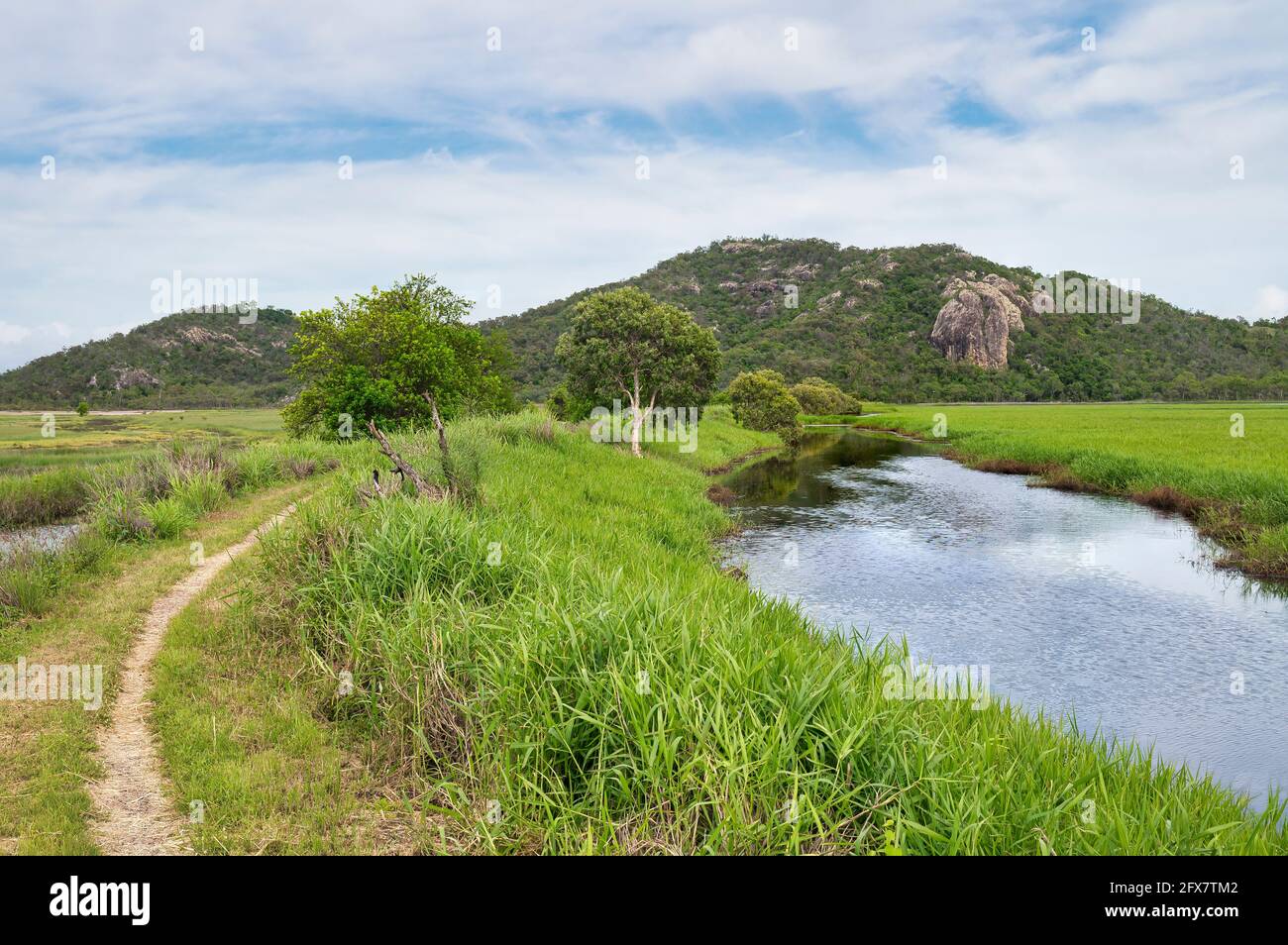 Vues sur le sentier des marécages dans la zone commune de la ville des nombreux sommets randonnée jusqu'à Mount Marlow, Townsville Town Common Queensland, Australie. Banque D'Images