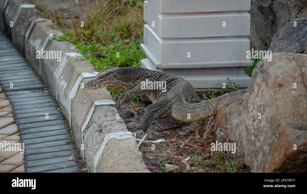 Moniteur d'eau asiatique Lizard, connu sous le nom de moniteur d'eau malayan, moniteur d'eau commun, moniteur à deux bandes, lézard à riz, lézard en anneau, langoule de lézard simple Banque D'Images