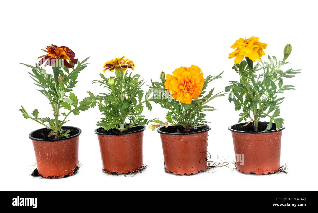 Tagetes patulas devant un fond blanc Banque D'Images