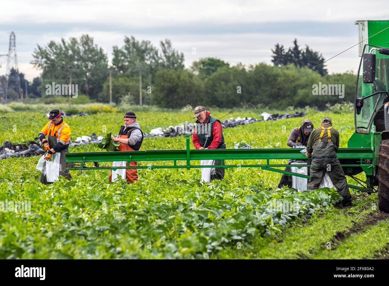 Tarleton. 26 mai 2021, météo Royaume-Uni. Ciel nuageux et humide de commencer à la journée pour les préparateurs de commande de légumes dans la région connue sous le nom de saladier de Lancashire.la région souffre d'une pénurie de travailleurs de terrain de l'UE pour récolter les cultures de printemps tardives. Avec une pénurie de main-d'œuvre migrante et de nombreux emplois agricoles vacants, les agriculteurs s'inquiètent de ne pas avoir assez de personnes pour cueillir leurs récoltes dont la croissance a été retardée par le plus humide depuis 1986, et en dessous des températures moyennes du printemps. Crédit; MediaWorldImages/AlamyLiveNews Banque D'Images